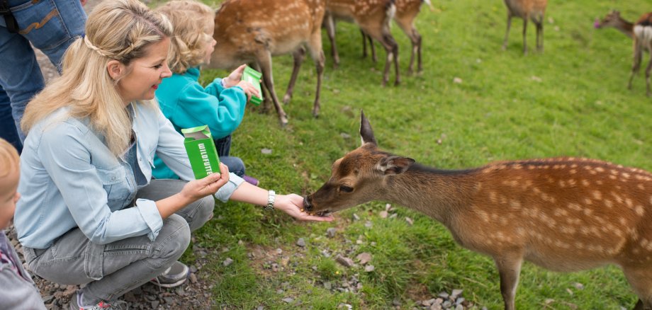 Die Tiere im Wildpark lassen sich von Besuchern füttern