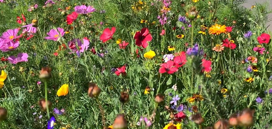 Bunte Blühwiese mit zahlreichen verschiedenen Blumen