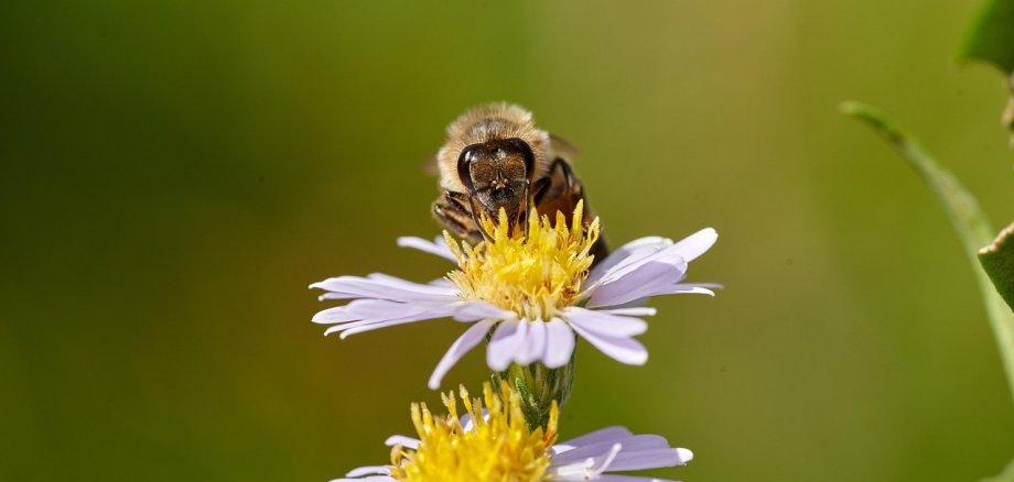 Biene auf einer blasslila Blüte vor grünem Hintergrund