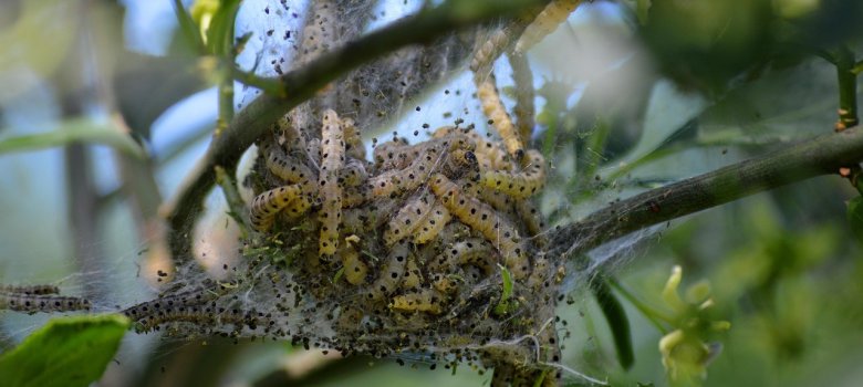 Larven der Gespinstmotte zwischen zwei Ästen eines Baumes