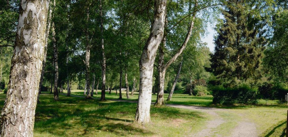 Einzelne Bäume und ein gewundener Weg in einer Parkanlage